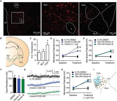 Orexin Depolarizes Central Amygdala Neurons via Orexin Receptor 1, Phospholipase C and Sodium-Calcium Exchanger and Modulates Conditioned Fear